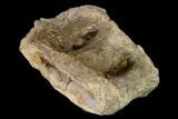 Fossil Xiphactinus (Cretaceous Fish) Vertebra - Kansas #139291-1